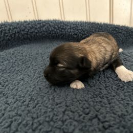 Havanese, Havapoo, and Poodle Puppies from Parlor Pups