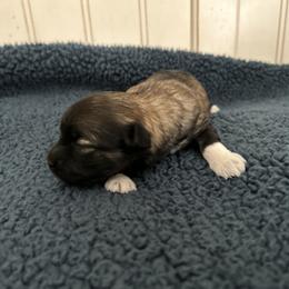 Havanese, Havapoo, and Poodle Puppies from Parlor Pups