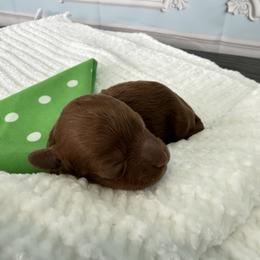 Donner - Red  male Poodle puppy in Cape Coral, Florida from Ruby the poodle