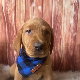 Blue ribbon boy - Yellow male Labrador Retriever puppy in Newmanstown, Pennsylvania from Retrievers of Millbach