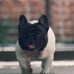 Wu - French Bulldog
