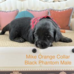 Mike - Phantom male Goldendoodle puppy in Taylor, Michigan from Mi Best Doodle Ever, LLC