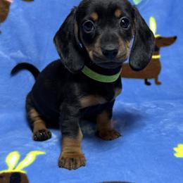 Girl 1 (neon) - Black and tan female Dachshund puppy in Cypress, Texas from Sweet Little Churros