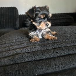 Jewel - Black and gold female Yorkshire Terrier puppy in Los Angeles, California from WESTWAY Yorkies