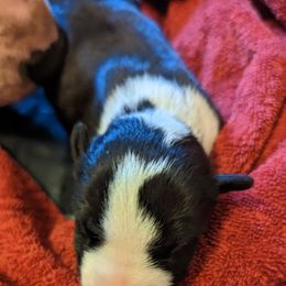 Bull Terrier Puppies from Luxury Bulls
