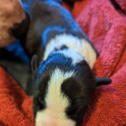 Bull Terrier Puppies from Luxury Bulls