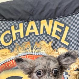 Chanel - Merle female Chihuahua puppy in Burleson, Texas from Tiny Diiamond Chihuahua