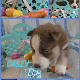 Casey - Red and white male Siberian Husky puppy in Spring Hill, Florida from Whitmore Wolfpack LLC