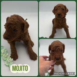 Mojito - Red  male Poodle puppy in Mount Vernon, Illinois from AMC Poodles