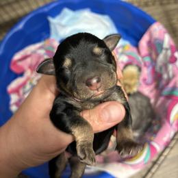 Light pink - Black and silver female Miniature Schnauzer puppy in Sparta, North Carolina from New River Miniature Schnauzers and Anatolians