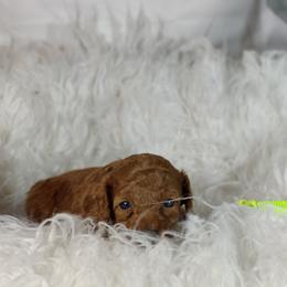 Magnus OFA and CHIC parents - Red  male Poodle puppy in Westfield, North Carolina from Legacy Pets