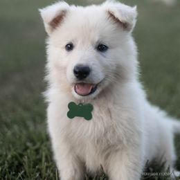 Berger Blanc Suisse Puppies from Fireside Fernweh
