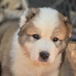Dallas - Fawn male Central Asian Shepherd Dog puppy in Bella Vista, Arkansas from NWA Cane Corsos