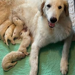 Gabanna - Kuvasz