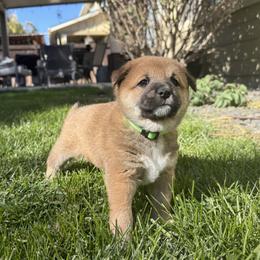 Snickerdoodle - Red male Shiba Inu puppy in Meridian, Idaho from Anko Shibas