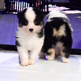 Miniature American Shepherd Puppies from Jem Miniature American Shepherds
