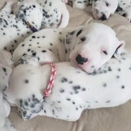 Dalmatian Puppies from Mid-Michigan Dalmatians