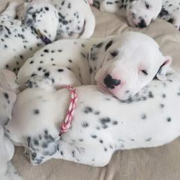 Dalmatian Puppies from Mid-Michigan Dalmatians