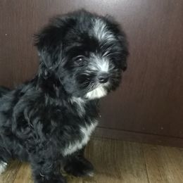 Morkies, Shorkies, Yorkipoos, and Yorkshire Terriers from Puppy Kisses
