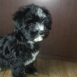 Morkies, Shorkies, Yorkipoos, and Yorkshire Terriers from Puppy Kisses