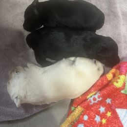 Girl 2 - Black female Scottish Terrier puppy in Goodrich, Texas from Landrum Scottish Terriers