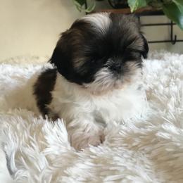 Shih Tzu Puppies from Willow Lane Shih Tzus