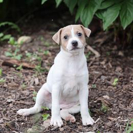 Molly - Tri-color female Jack Russell Terrier puppy in West Bend, Iowa from Blue Skies Terriers