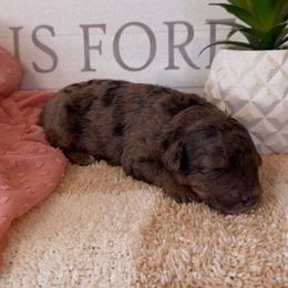 Girl 4 - Blue merle female Bernedoodle puppy in Gilbert, Arizona from LittleLegacyDoodles