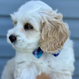 Australian Labradoodle Puppies from Grand Peaks Labradoodles