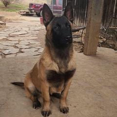 Hank Howard - Fawn sable male Belgian Malinois puppy in Elizabethton, Tennessee from Forever Family K9