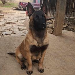 Hank Howard - Fawn sable male Belgian Malinois puppy in Elizabethton, Tennessee from Forever Family K9