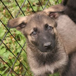 Shiloh Shepherd Puppies from Solace Shilohs