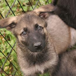 Shiloh Shepherd Puppies from Solace Shilohs