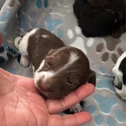 Daisy Mae - Piebald female Dachshund puppy in Summit, South Carolina from Doxies4Paws