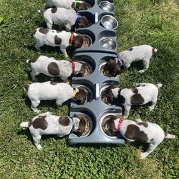 German Shorthaired Pointer puppies from Harts Hill Kennel