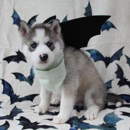 Mint - Gray and white female Siberian Husky puppy in York, Pennsylvania from Spalla Pups