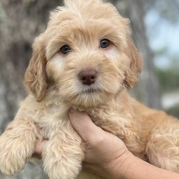 Butterscotch - Apricot Goldendoodle puppy in Bradenton, Florida from Doodle Acres