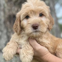 Butterscotch - Apricot Goldendoodle puppy in Bradenton, Florida from Doodle Acres