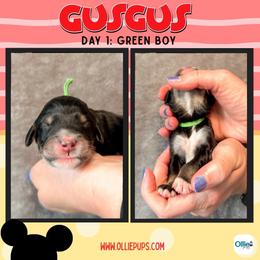 Green - male Golden Mountain Doodle puppy in Boiling Springs, South Carolina from OlliePups, LLC