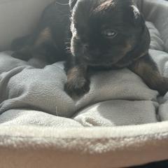 Billy - Brown male Brussels Griffon puppy in Boyd, Minnesota from Maze Brussels Griffons