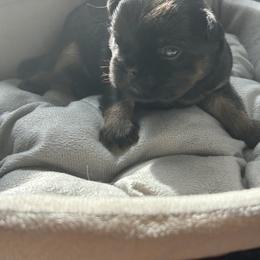 Billy - Brown male Brussels Griffon puppy in Boyd, Minnesota from Maze Brussels Griffons