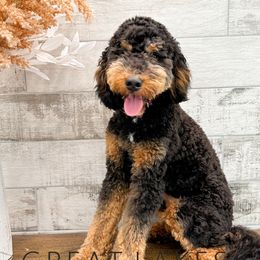 Norman - Bernedoodle
