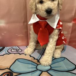 Noel - White male Poodle puppy in Mobile, Alabama from Semmy’s Standard Poodle LLC