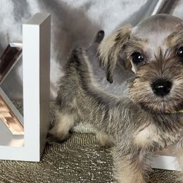 Stormy (Yellow Collar) - Miniature Schnauzer puppy in Titusville, Florida from Alysha's Grandbabies