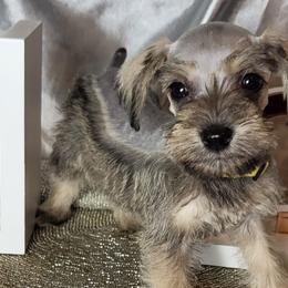 Stormy (Yellow Collar) - Miniature Schnauzer puppy in Titusville, Florida from Alysha's Grandbabies