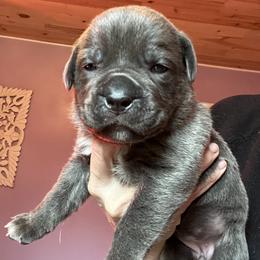 Yellow collar Pearl - Gray female Cane Corso puppy in Scott County, Tennessee from Nuovo Inizi Kennels
