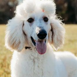 Labrador Retrievers and Poodles from Kounty Line Kennel LLC