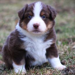 Farmer - Red tri male Miniature Australian Shepherd puppy in Menomonee Falls, Wisconsin from Hunt N Oaks
