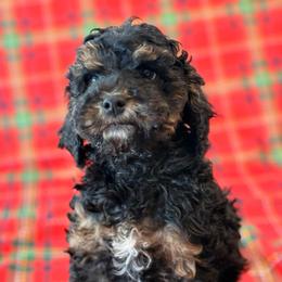 Gander - Brown white and tan male Cockapoo puppy in Saint Louis, Missouri from Jax Doodles