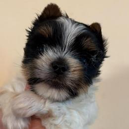 Molly - Parti female Yorkshire Terrier puppy in Lafayette, Georgia from Berggipfel Yorkies